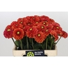 Dahlia Orange Fox