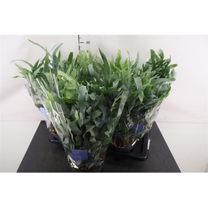 Phlebodium 17 Cm. P. Blue Star