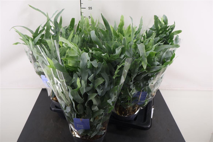 <h4>Phlebodium 17 Cm. P. Blue Star</h4>