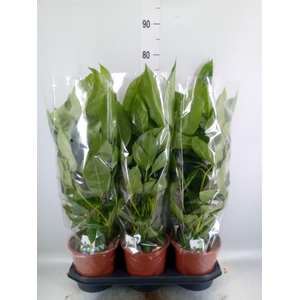 Schefflera actin. 'Amate'