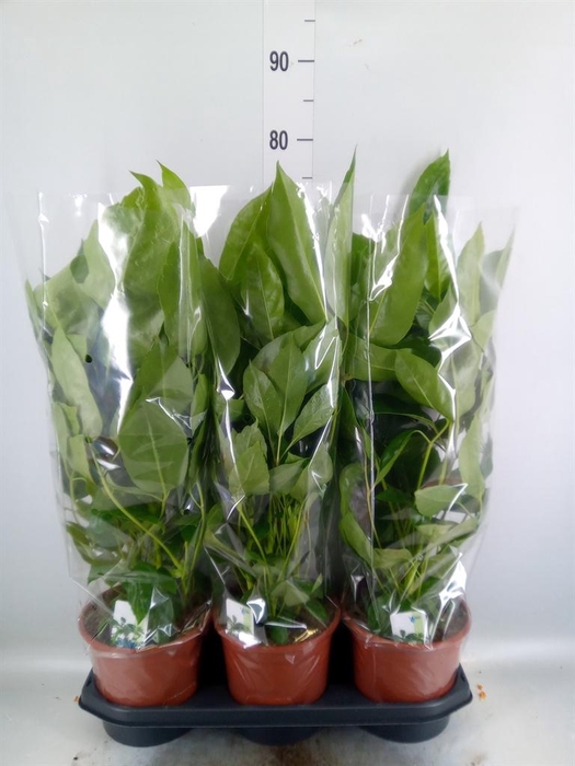 <h4>Schefflera actin. 'Amate'</h4>