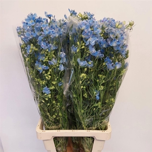 DELPH EN M PLAT BLUE