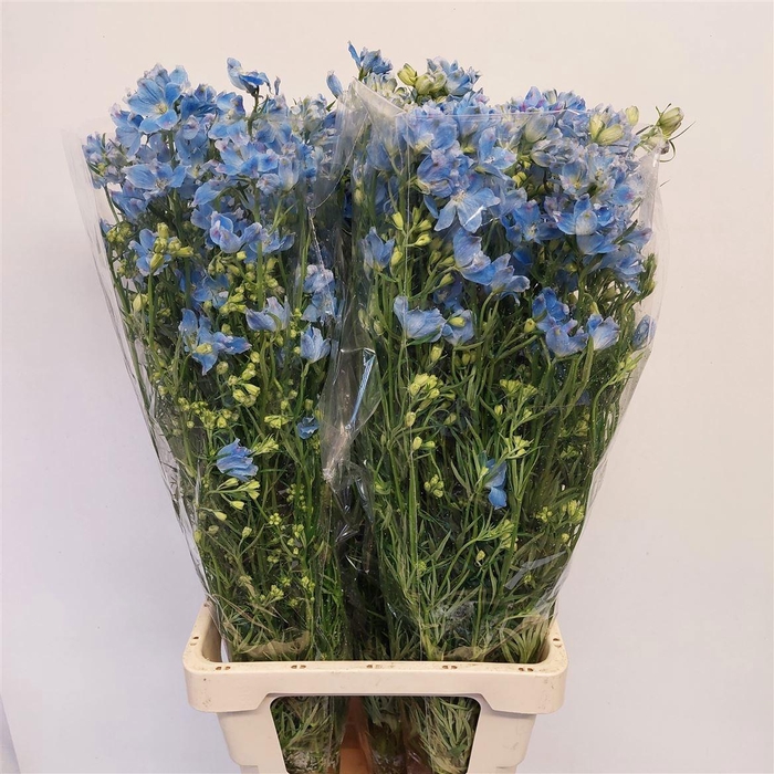 <h4>DELPH EN M PLAT BLUE</h4>