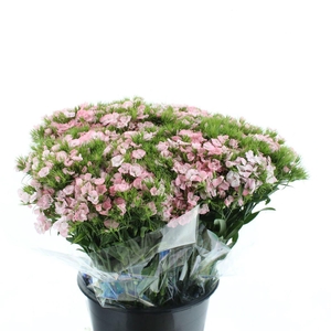 Di Barb Ball Light Pink Super