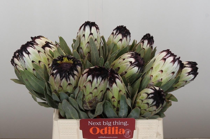 <h4>PROTEA MAG NIOBE</h4>