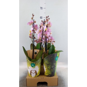 Phalaenopsis  'Corolla Beach'