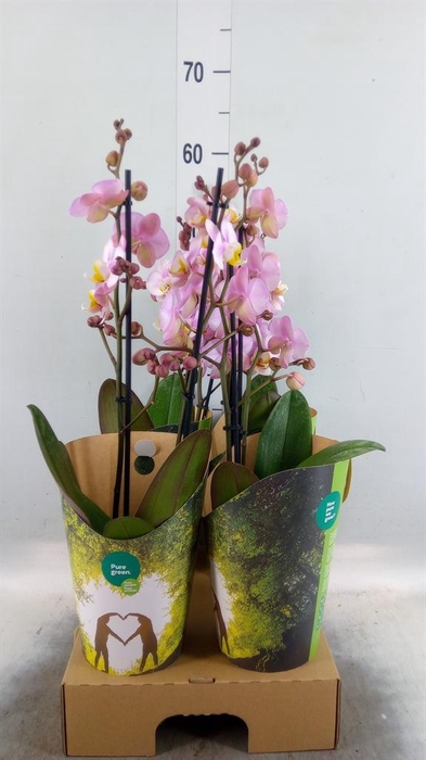 <h4>Phalaenopsis  'Corolla Beach'</h4>