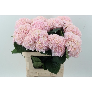 Hydr M My Pinktou Rz