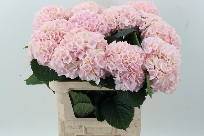 <h4>Hydr M My Pinktou Rz</h4>