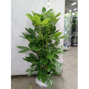 Schefflera actin. 'Amate'