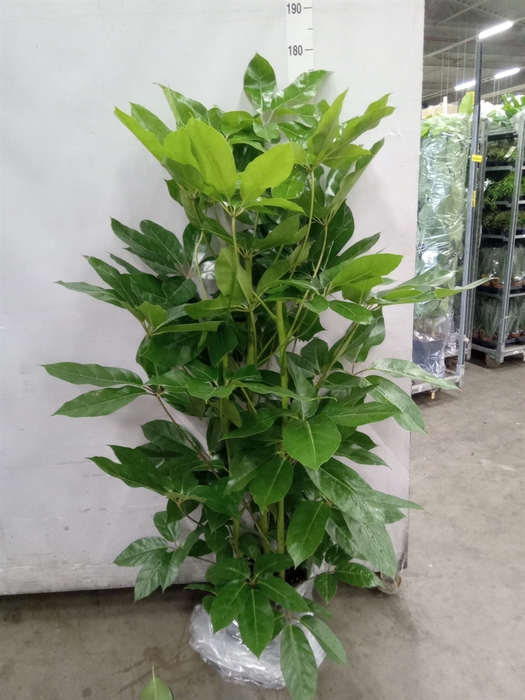 <h4>Schefflera actin. 'Amate'</h4>
