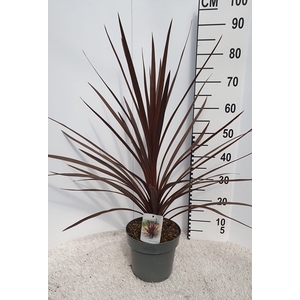 Cordyline australis 