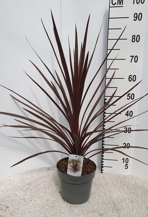 <h4>Cordyline australis "Red Star"</h4>