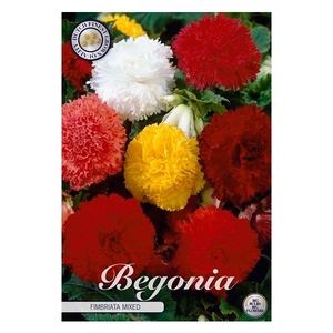 Begonia Fimbriata Mix x3 5/6