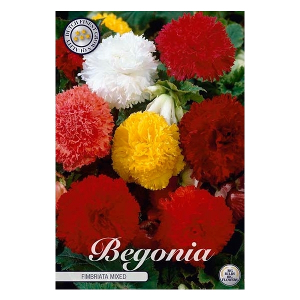 <h4>Begonia Fimbriata Mix x3 5/6</h4>