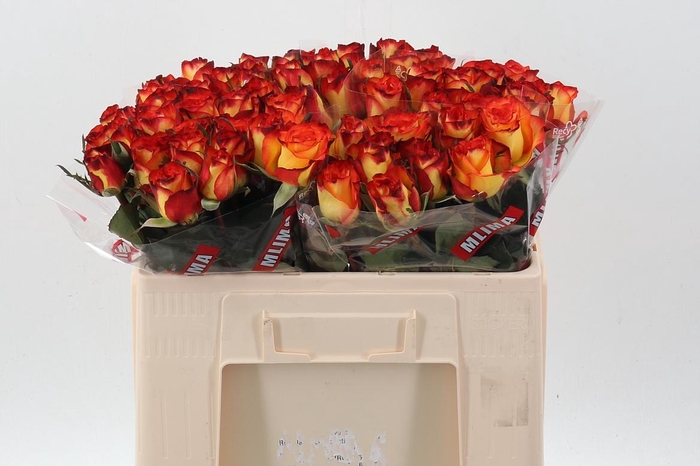 <h4>R Gr High & Magic</h4>