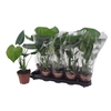 Monstera Deliciosa