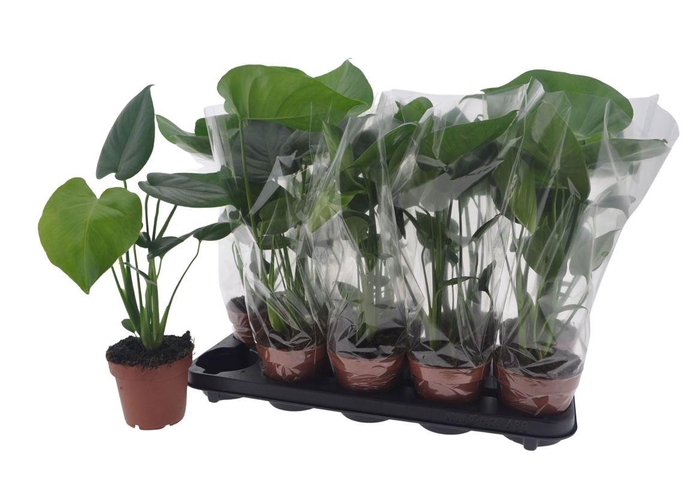 Monstera Deliciosa