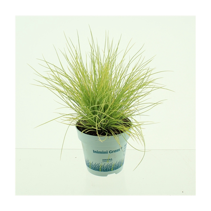 <h4>Festuca Amigold</h4>