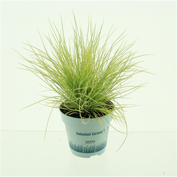 <h4>Festuca glauca AmiGold®</h4>
