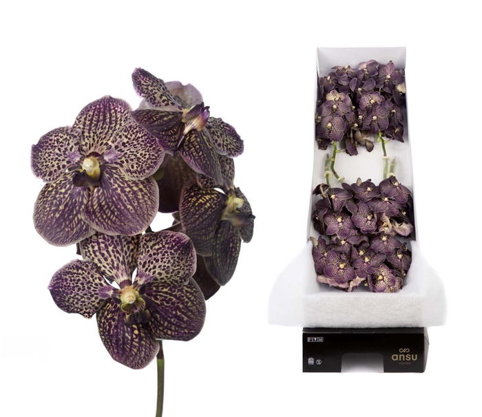 <h4>Vanda  'Sunanda Chocolate Brown'</h4>