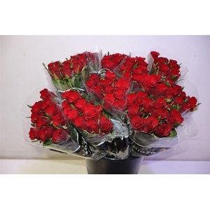 R Gr Simply Redx10