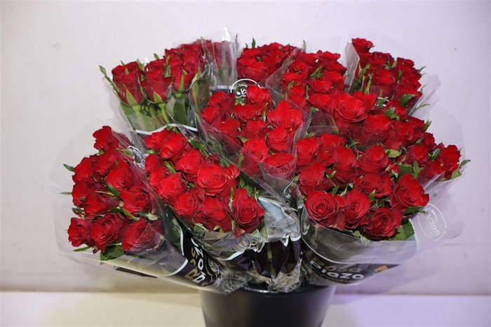 <h4>R Gr Simply Redx10</h4>