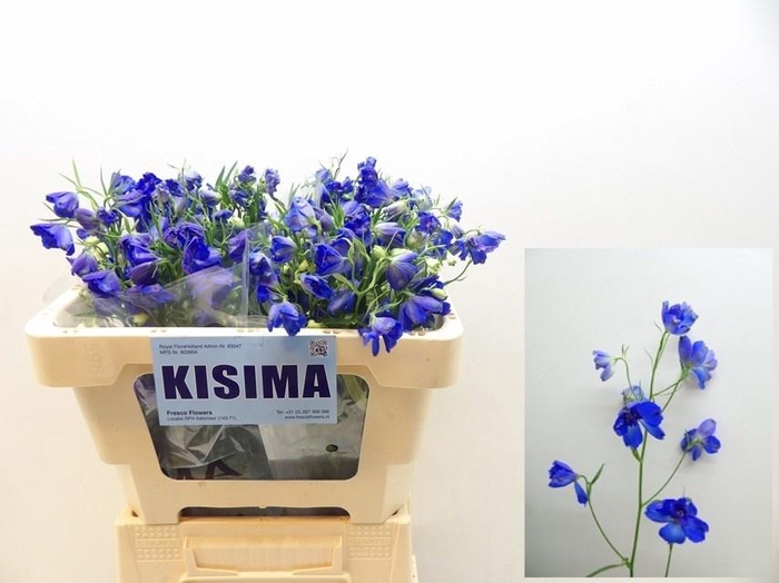 <h4>DELPH EN SUNSHINE</h4>