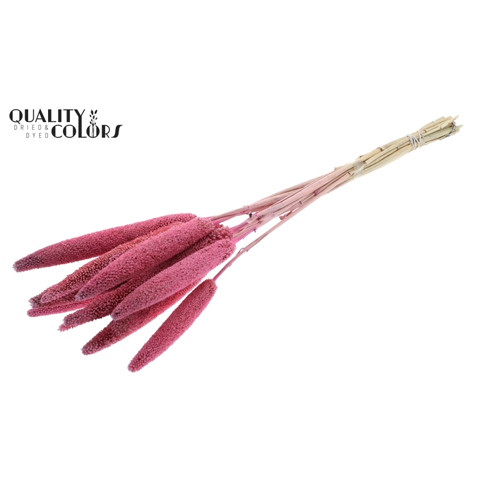 <h4>Babala on natural stem Pink</h4>