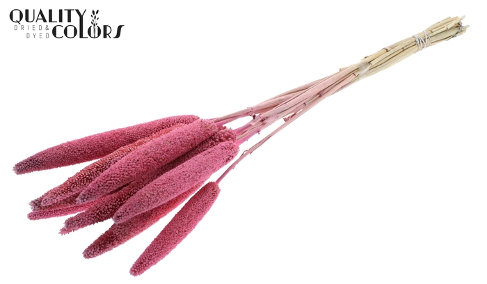 Babala on natural stem Pink