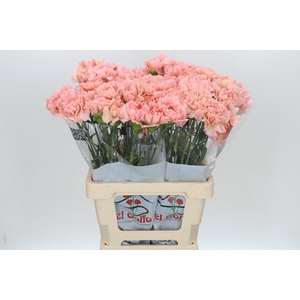 Dianthus St Lege Marrone