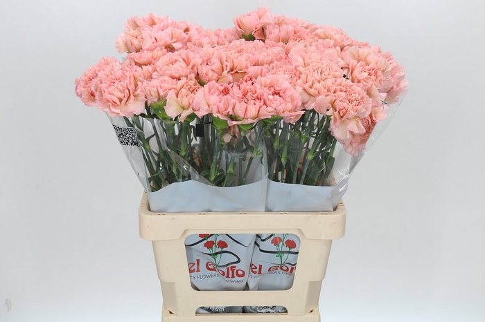 <h4>Dianthus St Lege Marrone</h4>