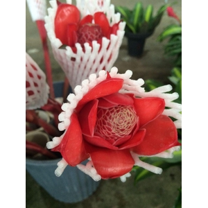 Torch Ginger Red (mg)
