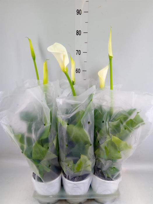 <h4>Zantedeschia   ...</h4>