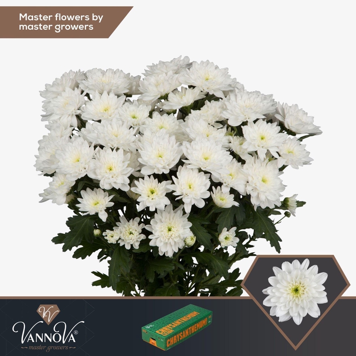 <h4>CHRYSANTHEMUM TR 'BALTICA'</h4>