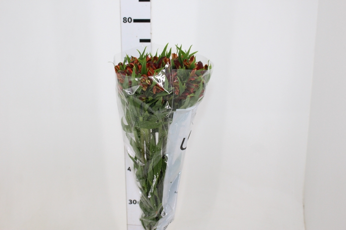 ALSTROEMERIA CHEERIO 080 CM