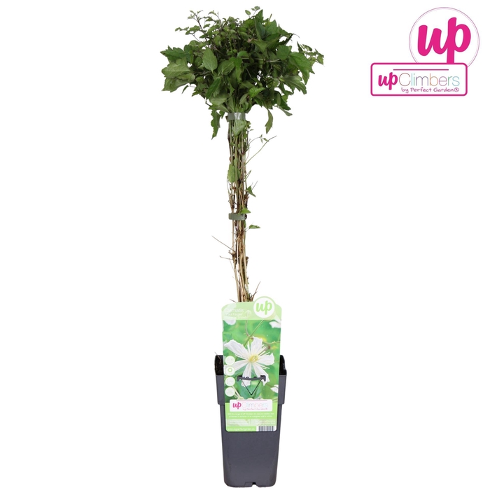 Clematis vitalba Paul Farges