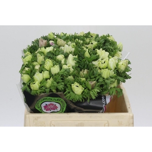 Anemone Mistral Plus White