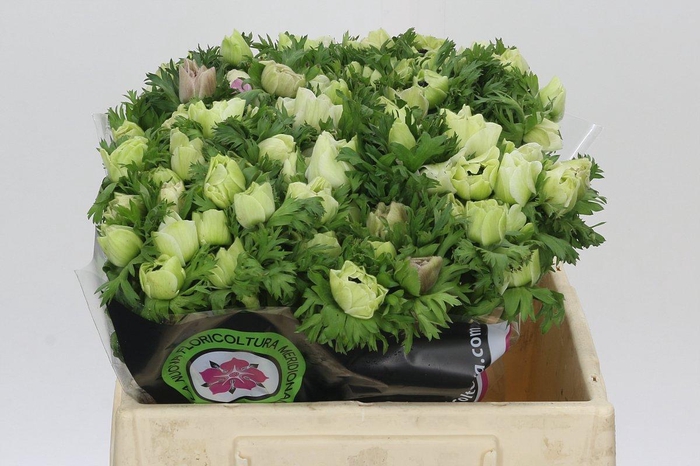 Anemone Mistral Plus White