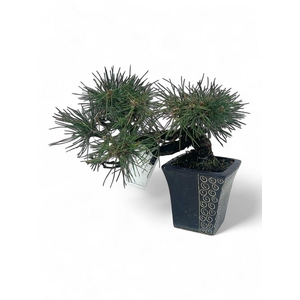Pinus thunbergii, semi cascade, pot 12cm. Height 25cm. (single item)
