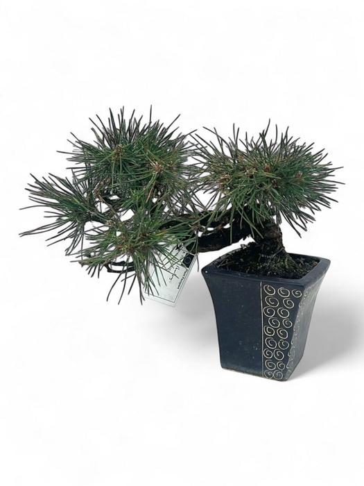 <h4>Pinus thunbergii, semi cascade, pot 12cm. Height 25cm. (single item)</h4>