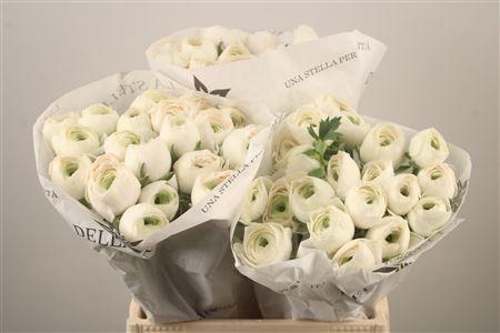 <h4>Ran Su Hanoi</h4>