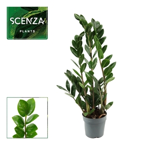 Zamioculcas Lima 10,5 cm Scenza 40 cm, 3+ veren