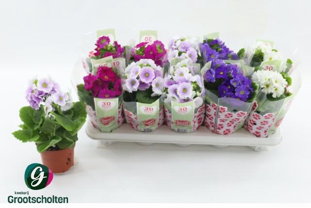 <h4>PRIM OB SWEETK A GEM</h4>