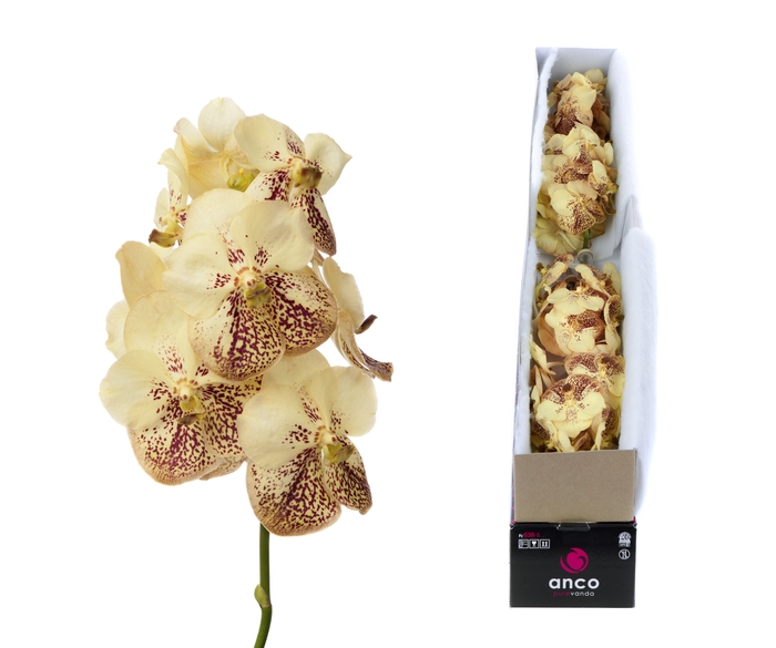 <h4>Vanda Yellow Henna</h4>