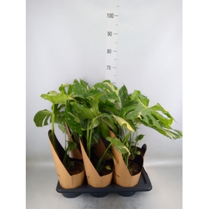 Monstera delic. 'Thai Constellatio'