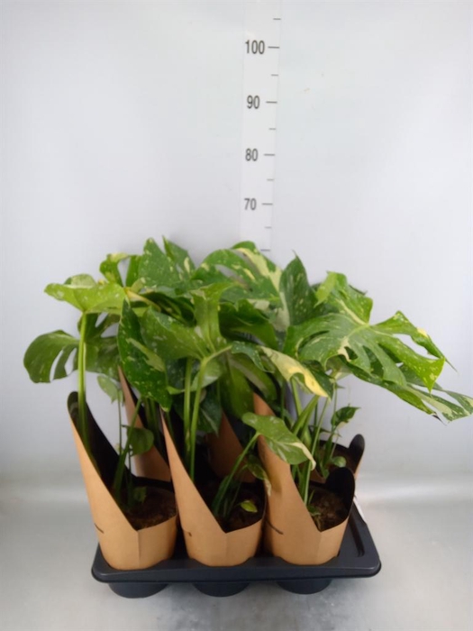<h4>Monstera delic. 'Thai Constellatio'</h4>