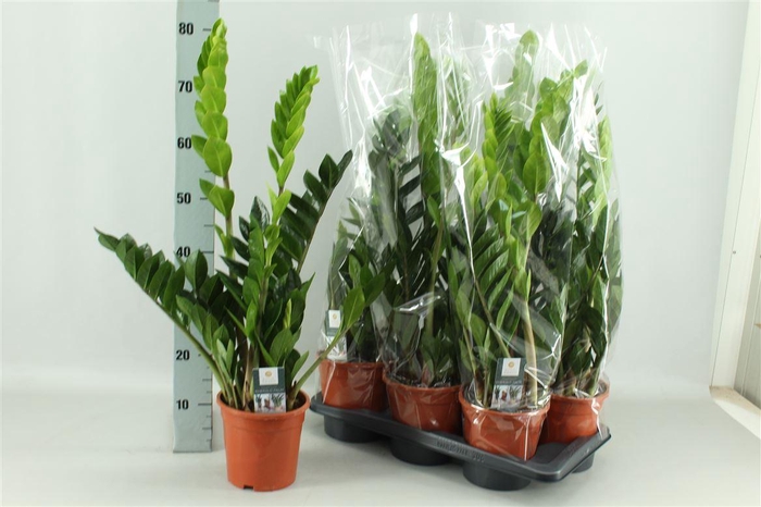 arr8 Zamioculcas Zamiifol