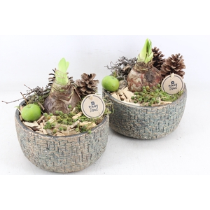 arr4 Amaryllis PL - Ker. schaal aurum maze