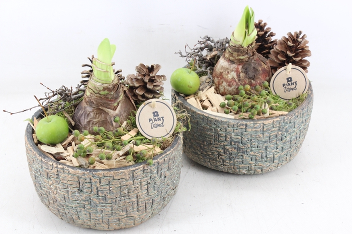 <h4>arr4 Amaryllis PL - Ker. schaal aurum maze</h4>